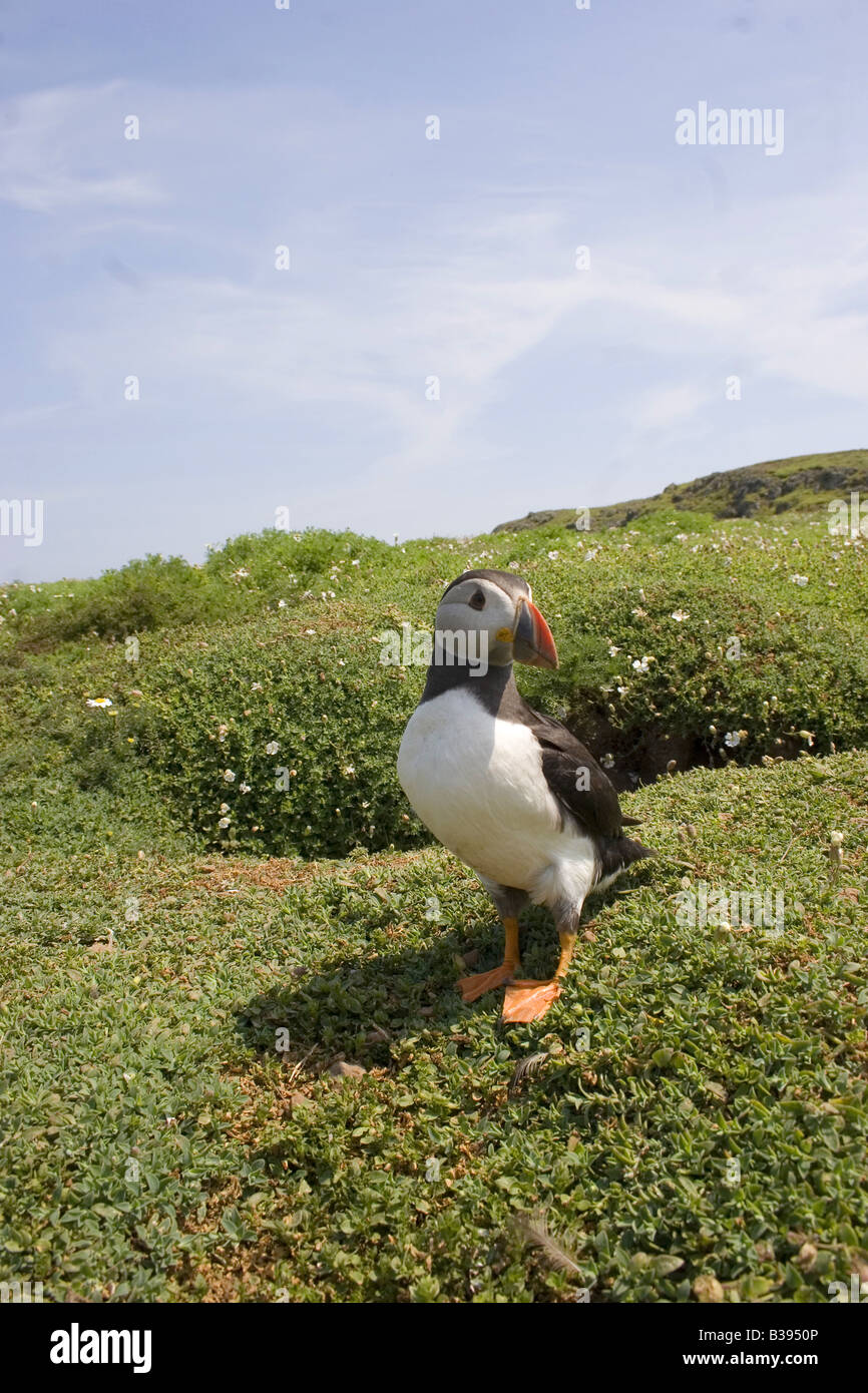 Macareux moine (Fratercula arctica) avec son bec orange sur l'île de Skomer Pembrokeshire Coast. 61599 format Vertical Macareux Banque D'Images