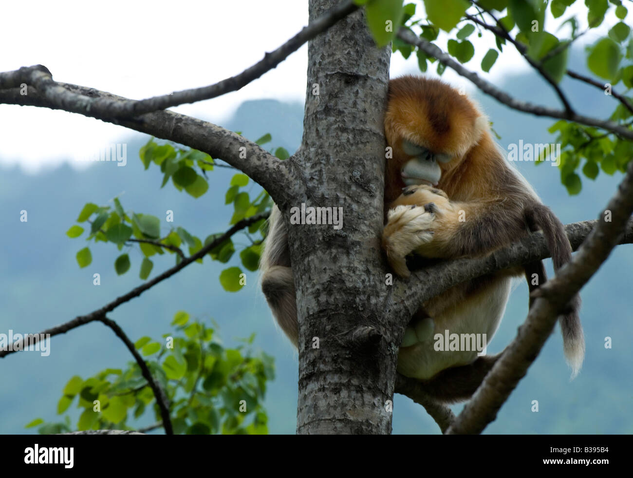 singe doré Banque D'Images