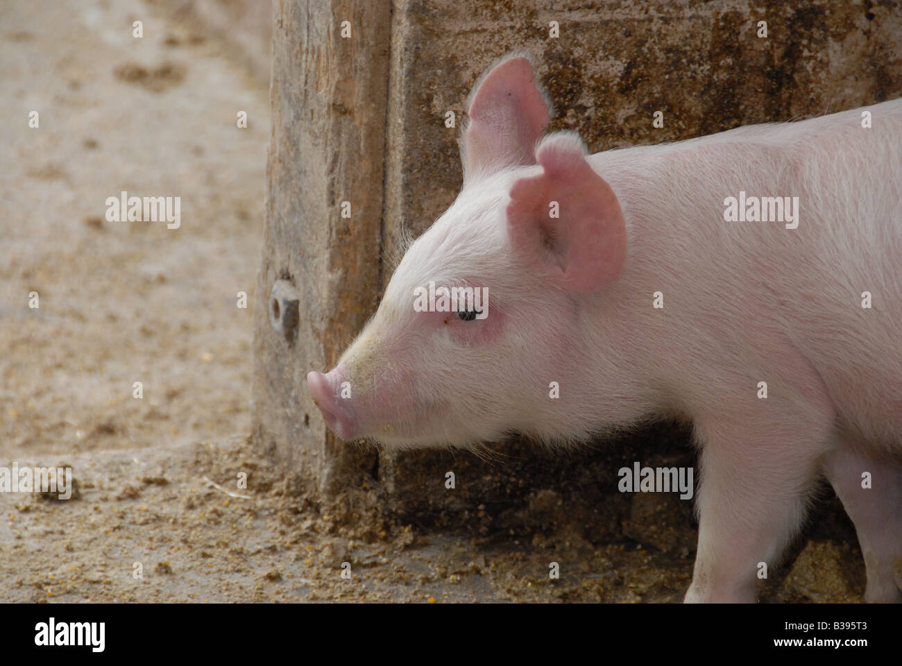 Pied de cochon Banque D'Images