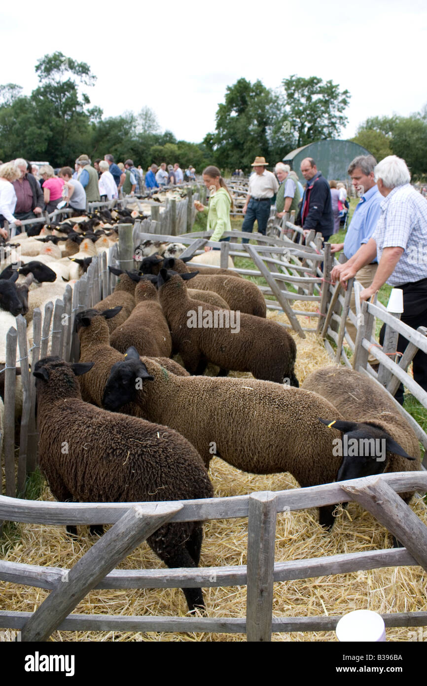 Les éleveurs de moutons à Honeybourne Moutons Vente Août 2008 UK Worcestershire Banque D'Images