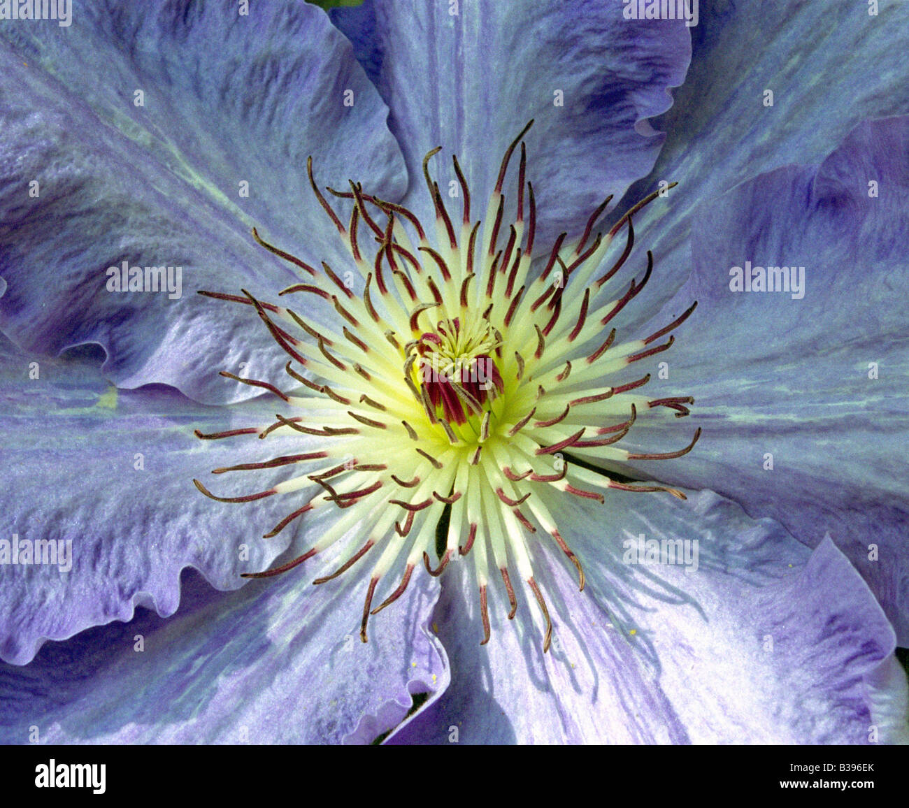 Fleur de clématite bleue Banque D'Images