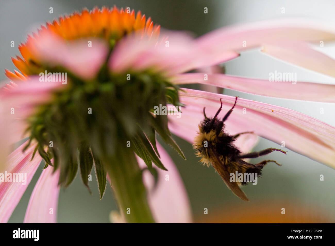 La recherche d'abeilles à l'abri de la pluie sous un pétale d'échinacée Banque D'Images