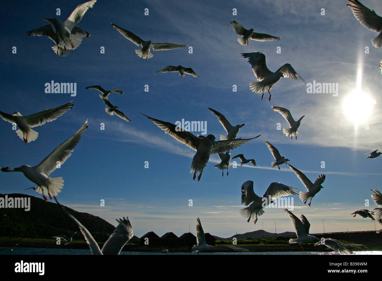 Norwegen, Moewen im Flug, Norvège flying seagull Banque D'Images