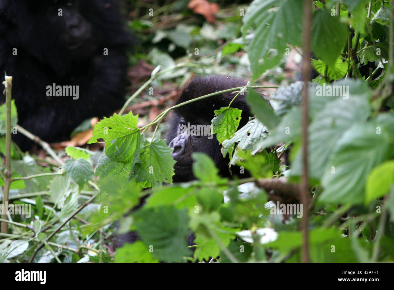 Bébé gorille de montagne du Groupe Amahoro dans le parc national des volcans, Rwanda Banque D'Images