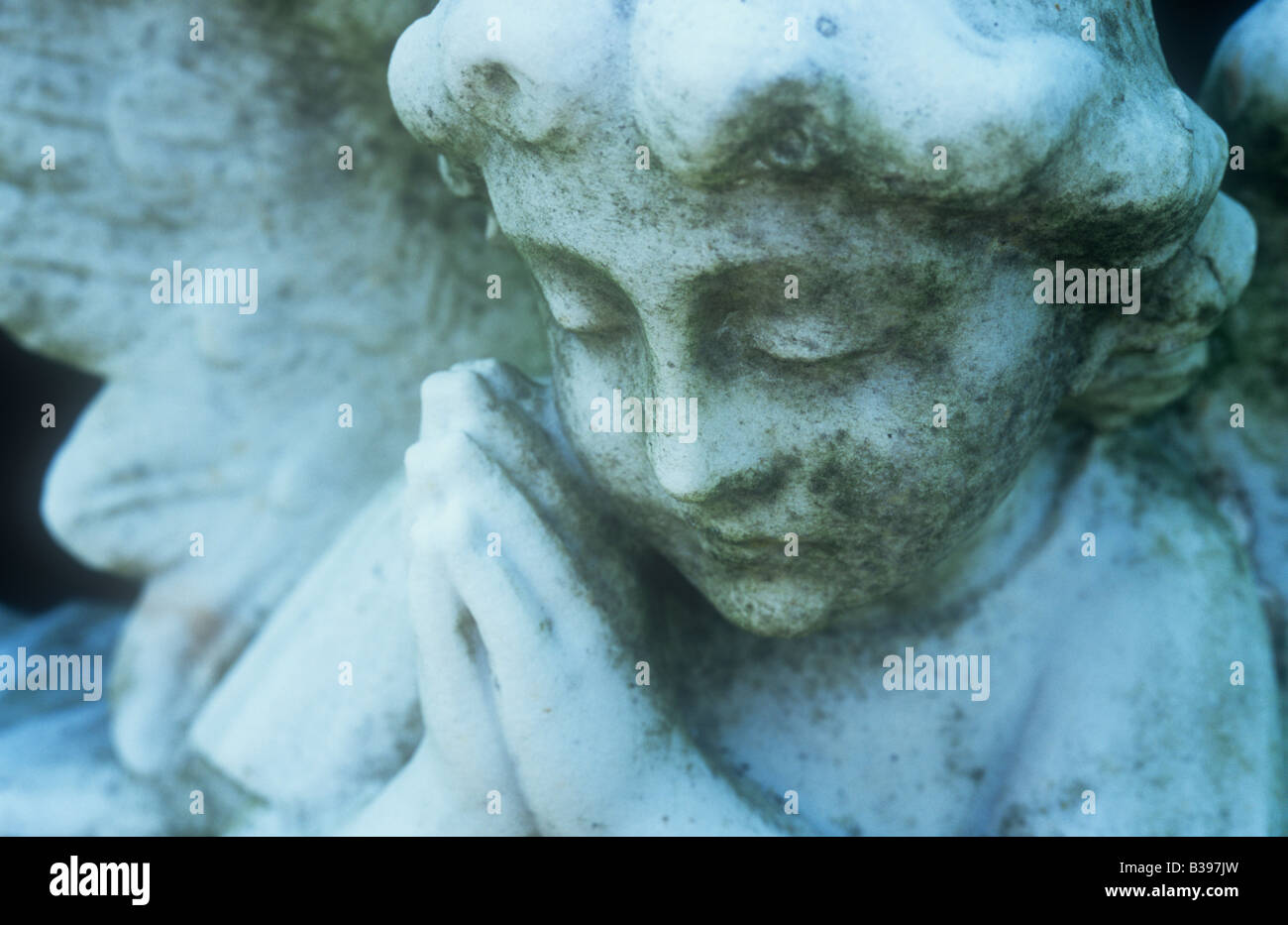 Détail de la tête et des ailes de marbre blanc teinté de lichen angel en fermant les yeux et en priant les mains jointes d'une joue Banque D'Images