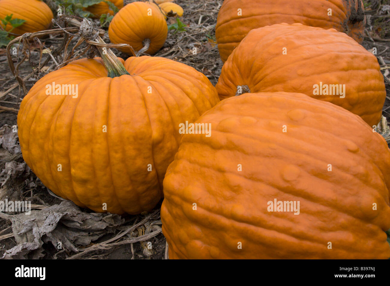 La récolte d'automne orange halloween pumpkins Banque D'Images
