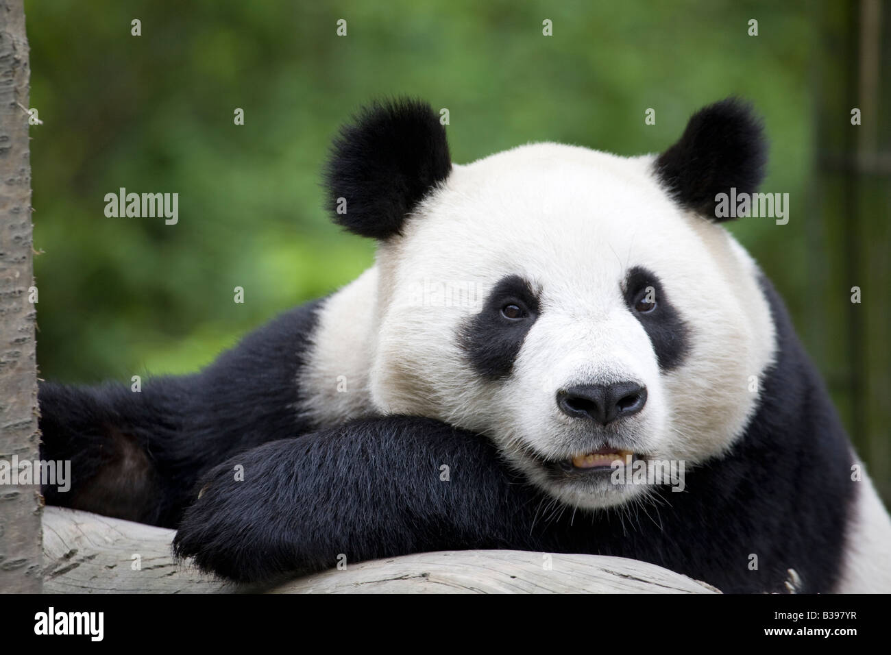 Panda géant gros plan, Wolong, Chine Banque D'Images