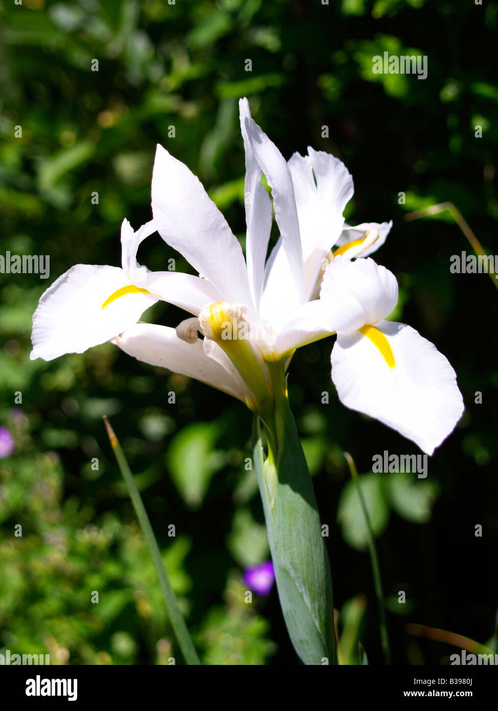 Weisse, Iris hollandica iris blanc Banque D'Images