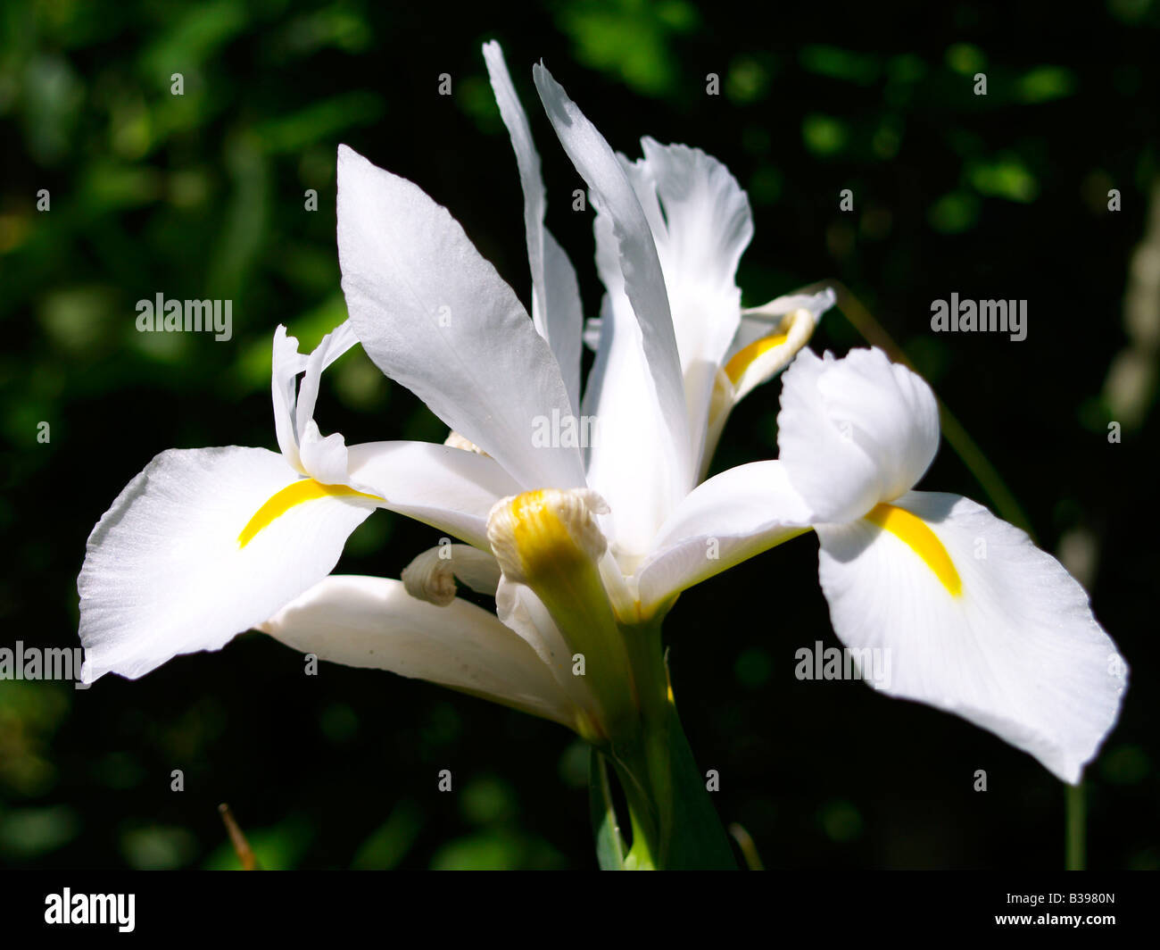 Weisse, Iris hollandica iris blanc Banque D'Images