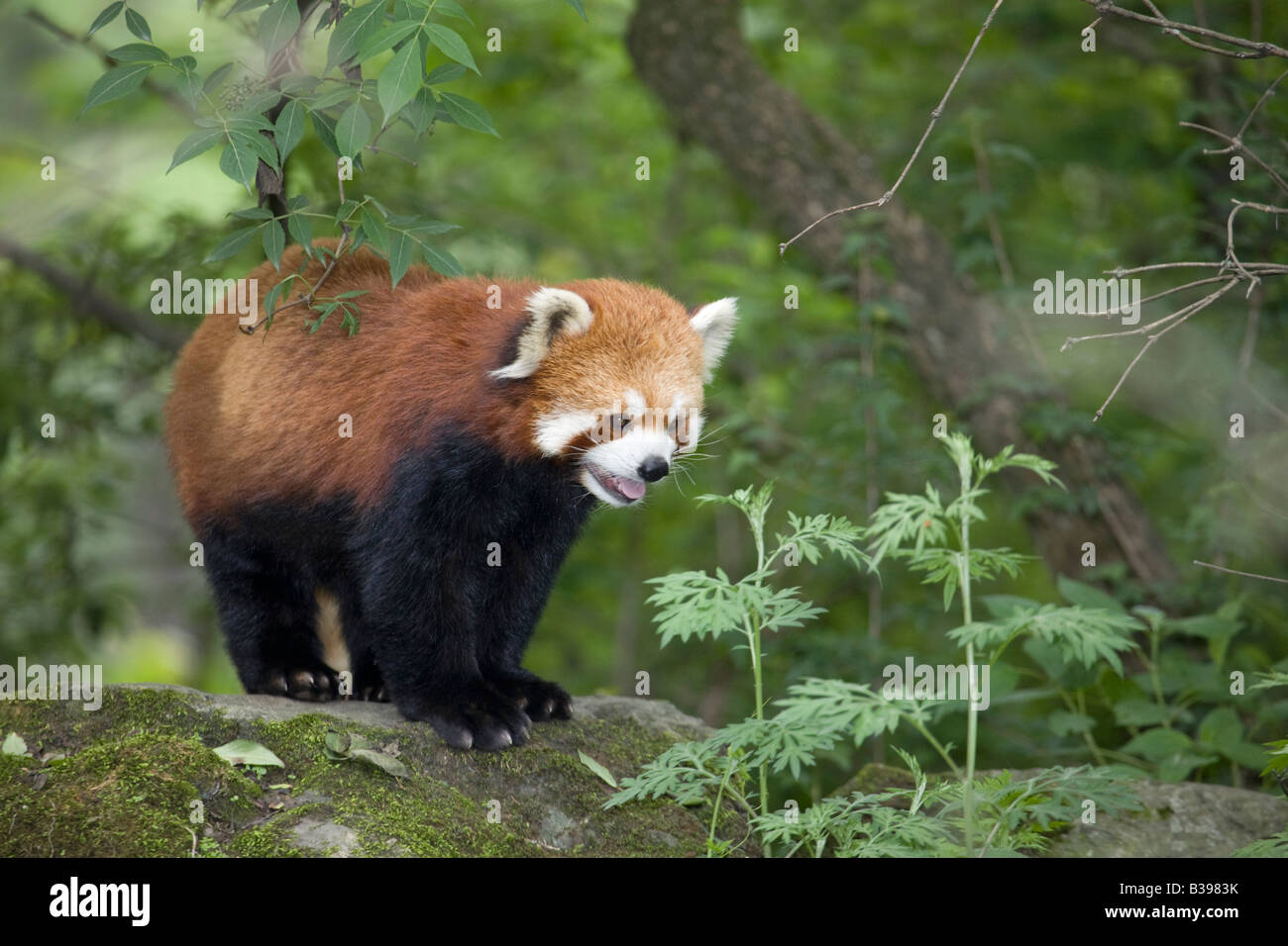 Le panda rouge (Ailurus fulgens) dans la réserve naturelle de Wolong forêt montagnarde, Chine Banque D'Images