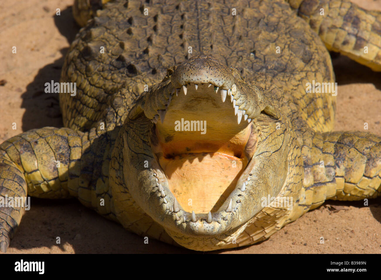 Dents de crocodile Banque de photographies et d’images à haute — free download