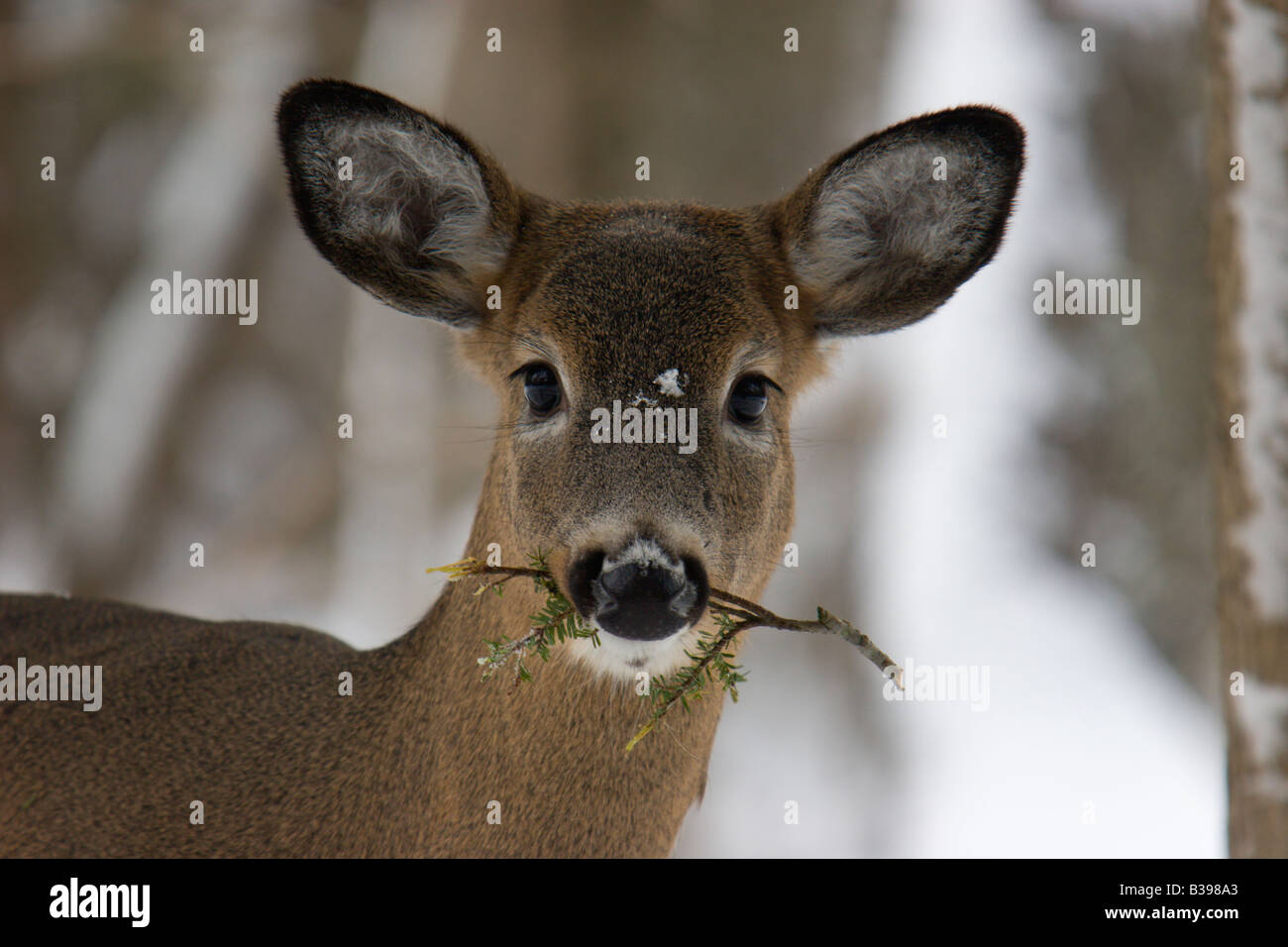 Arbre de Noël de l'alimentation hivernale des cerfs Banque D'Images