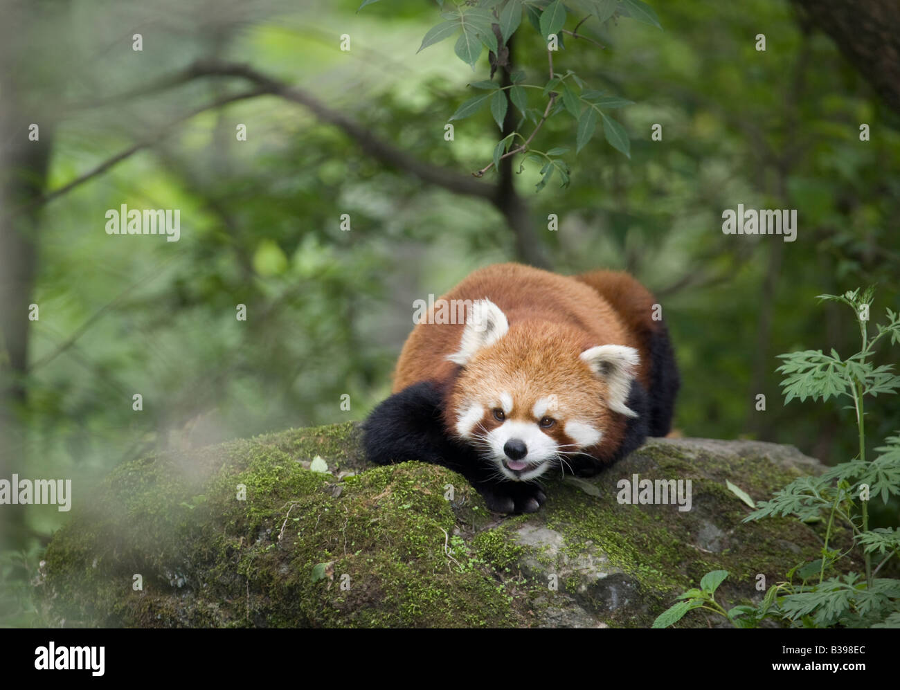 Le panda rouge (Ailurus fulgens) dans la réserve naturelle de Wolong forêt montagnarde, Chine Banque D'Images