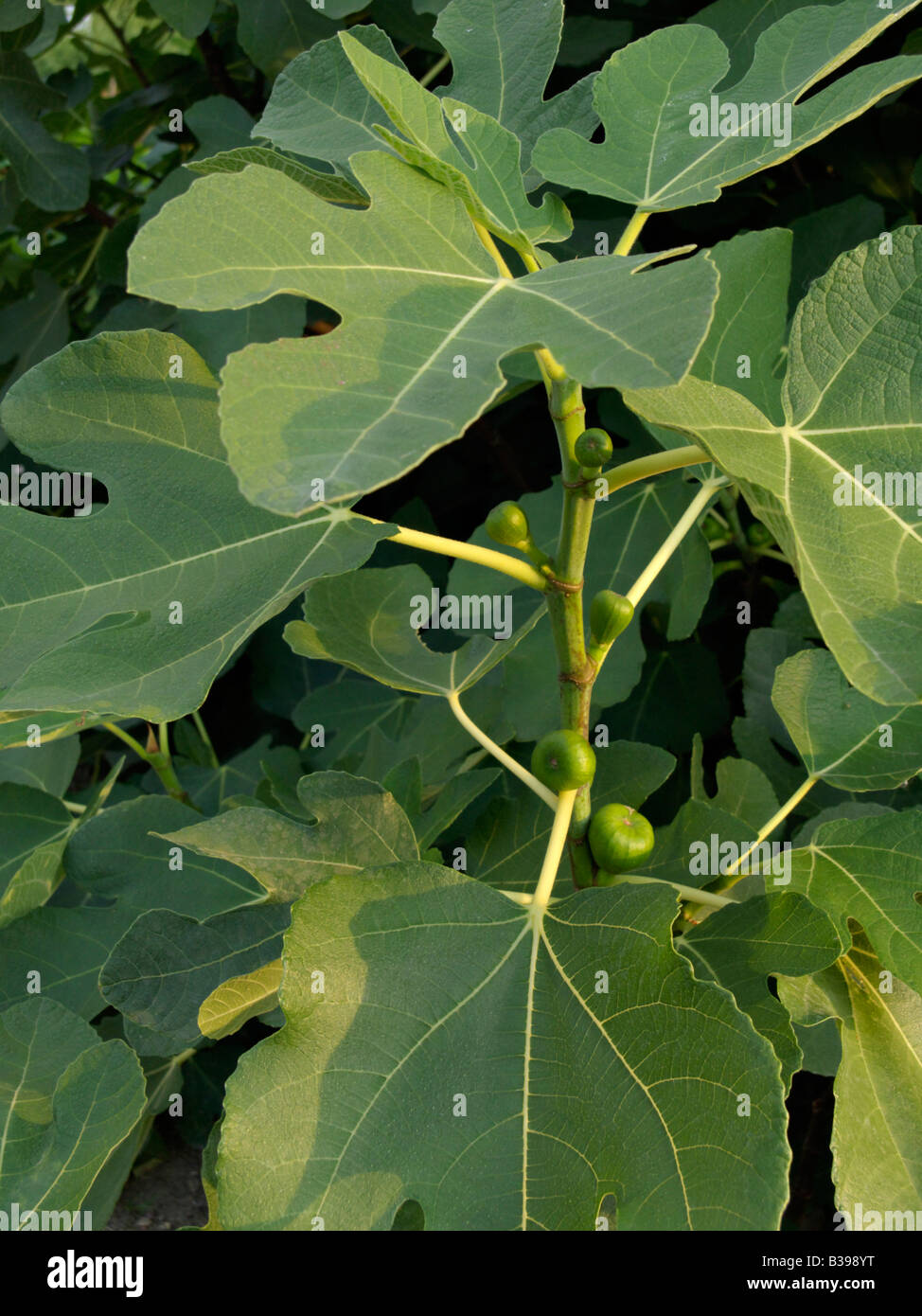 Fig commun (Ficus carica) Banque D'Images