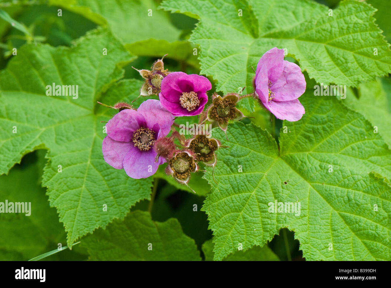 Purple-Flowering Framboisier (Rubus odoratus), Backbone Mountain, Garrett County, Maryland Banque D'Images