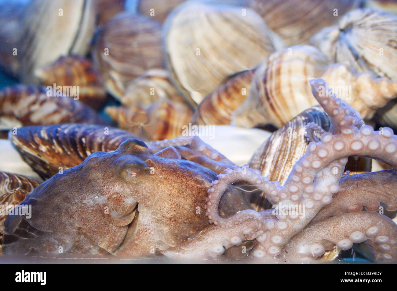 Big octopus et d'autres différents shell dans un réservoir en face d'un restaurant de fruits de mer. Banque D'Images