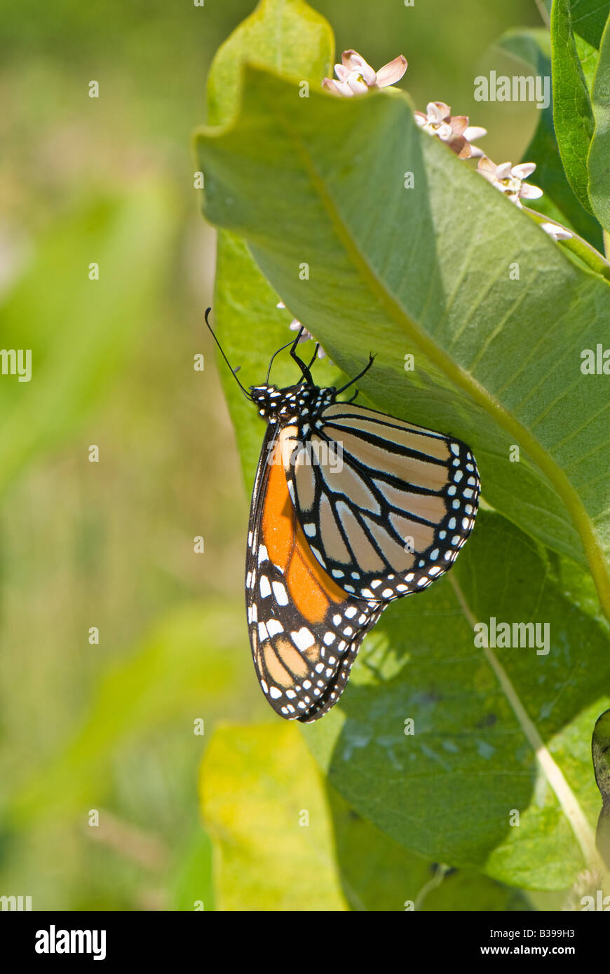 Le monarque (Danaus plexippus), Dolly Sods Désert, Tucker County, en Virginie de l'Ouest Banque D'Images