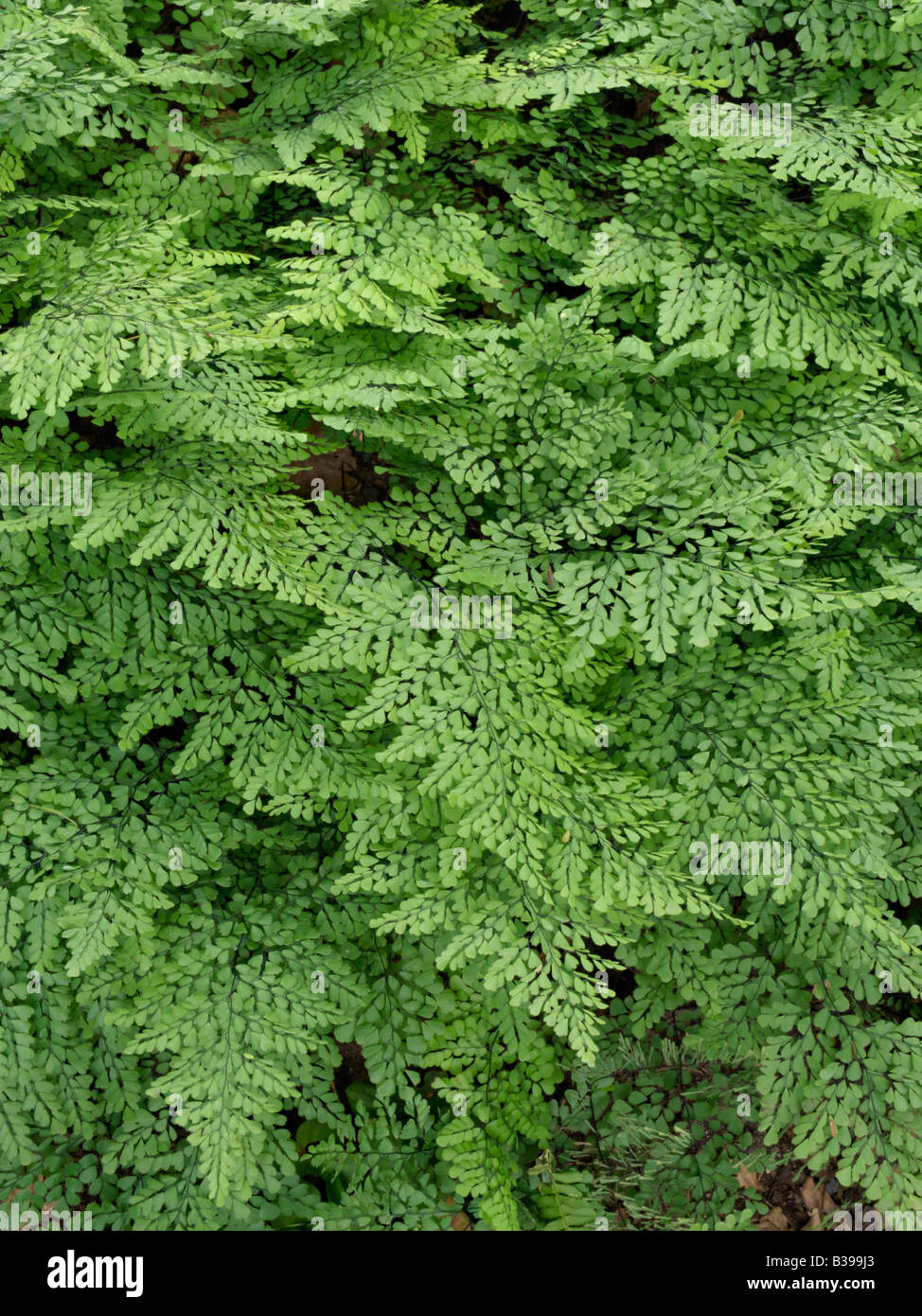 Evergreen adiante cheveux-de-Vénus (Adiantum venustum) Banque D'Images