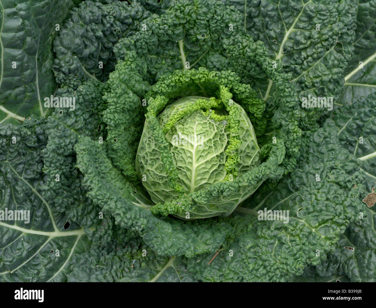 Chou de Savoie (Brassica oleracea var. sabauda) Banque D'Images