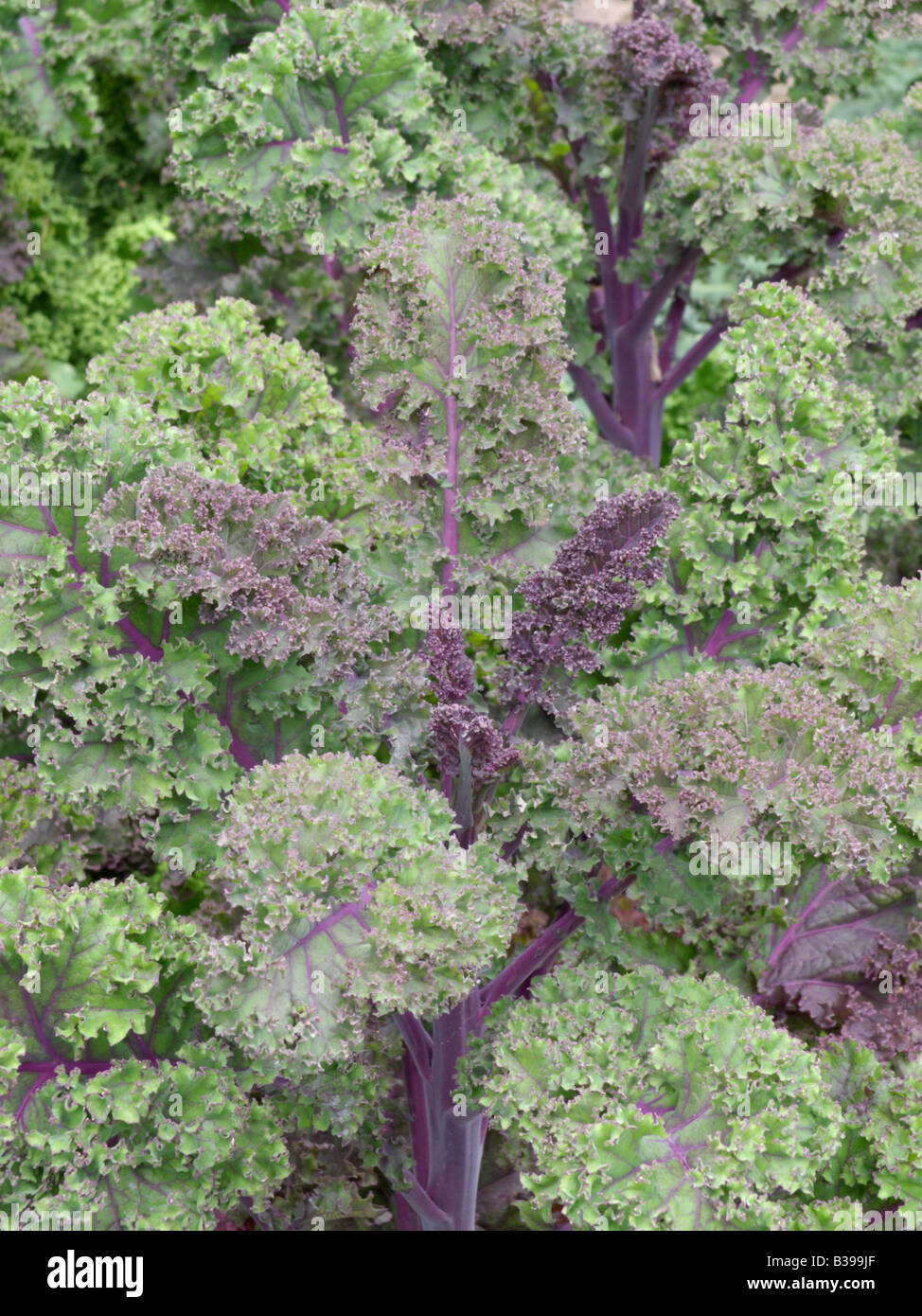 Chou (Brassica oleracea var. sabellica) Banque D'Images