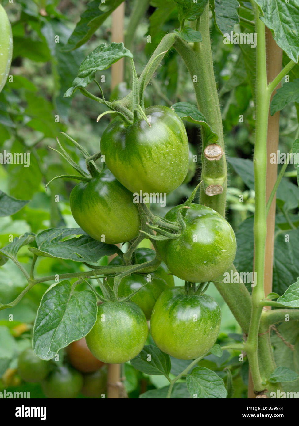 La tomate (Lycopersicon esculentum 'black plum') Banque D'Images