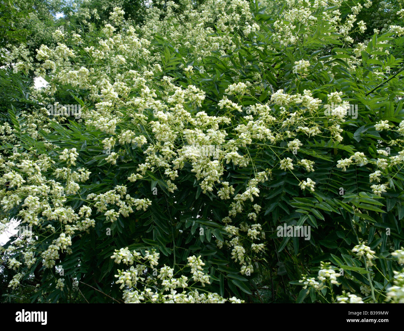 Arbre pagode japonaise (styphnolobium japonicum syn. sophora japonica) Banque D'Images