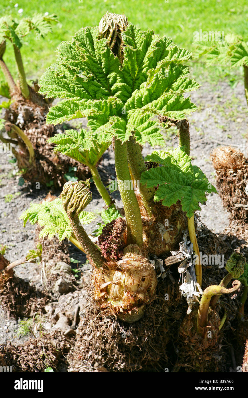 Gunnera Manicata Géant - Graines De Feuilles Géantes Pour Jardin