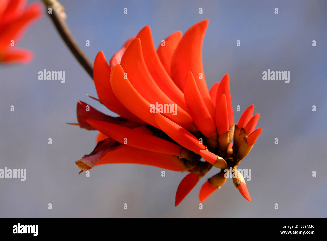 Fleur rouge de la Coral Tree, une partie de la famille Erithryna, parfois appelé le 'Lucky' haricot. Pousse bien en Afrique australe Banque D'Images