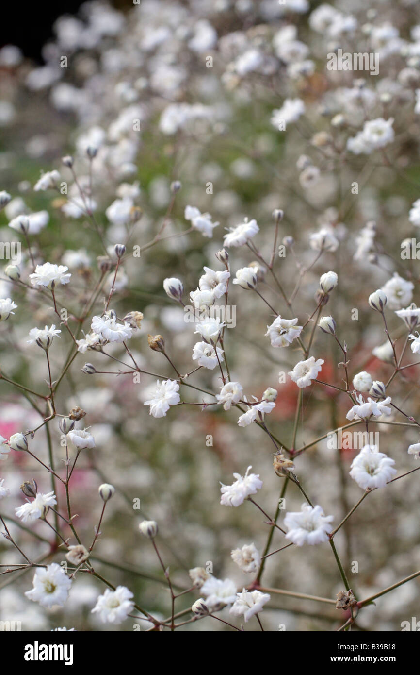 GYPSOPHILA PANICULATA BRISTOL FAIRY Banque D'Images