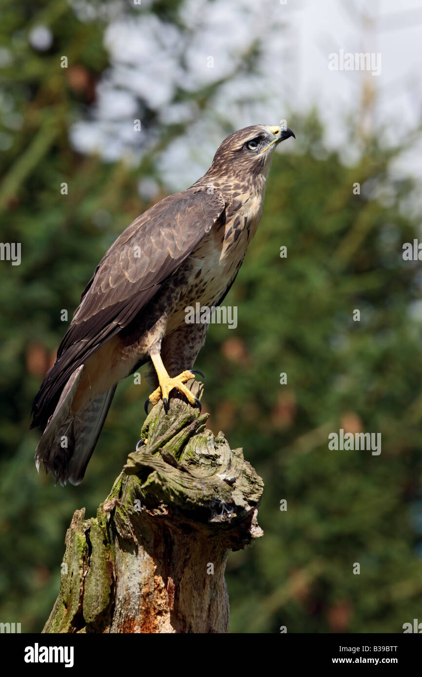 Buse variable Buteo buteo perché sur moignon à Potton alerte Bedfordshire Banque D'Images