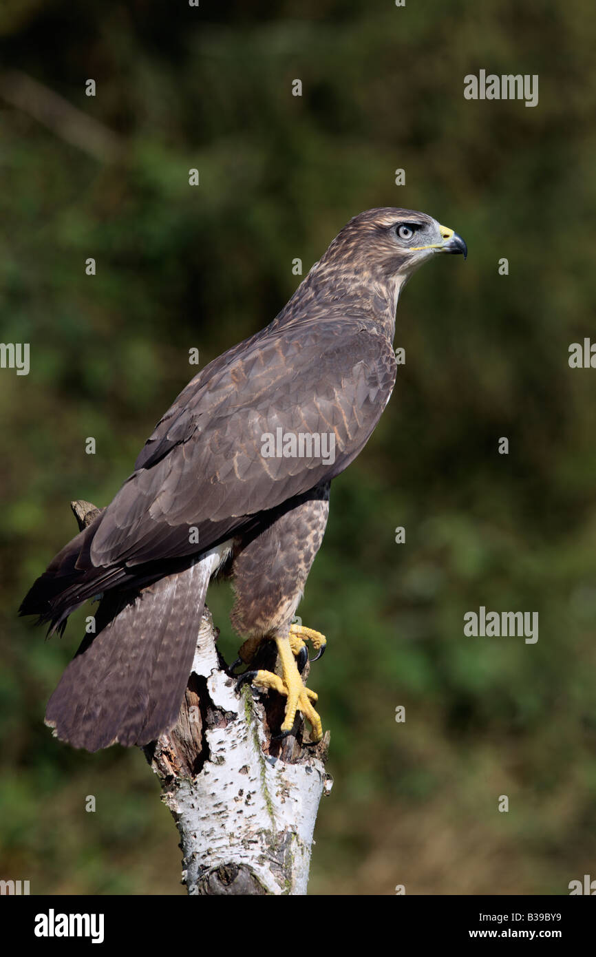 Buse variable Buteo buteo perché sur moignon à Potton alerte Bedfordshire Banque D'Images