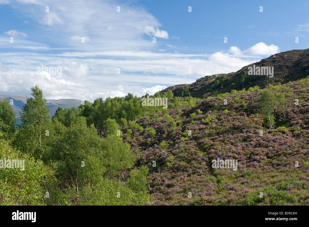 Régénération des forêts de bouleaux sur Craigellachie Hill à Aviemore Inverness-shire Banque D'Images