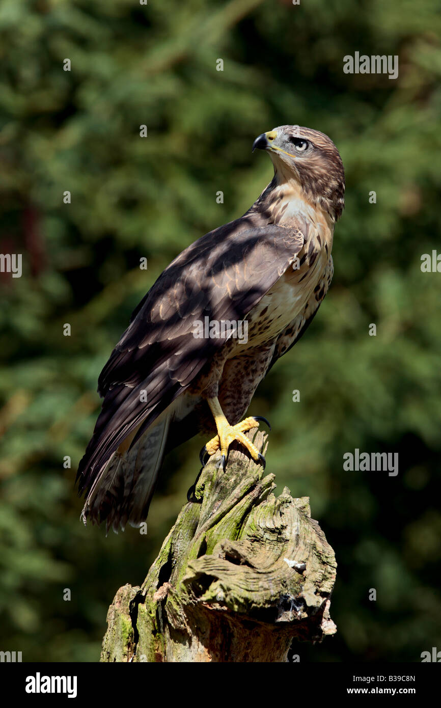 Buse variable Buteo buteo perché sur moignon à Potton alerte Bedfordshire Banque D'Images