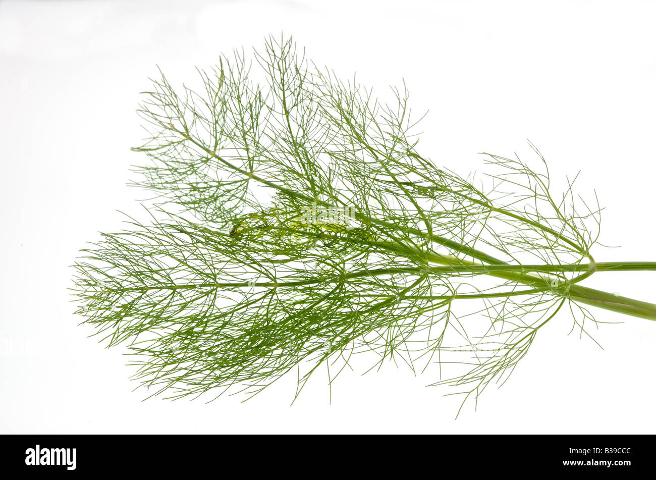 Foeniculum vulgare Fenouil fines herbes fines herbes Banque D'Images