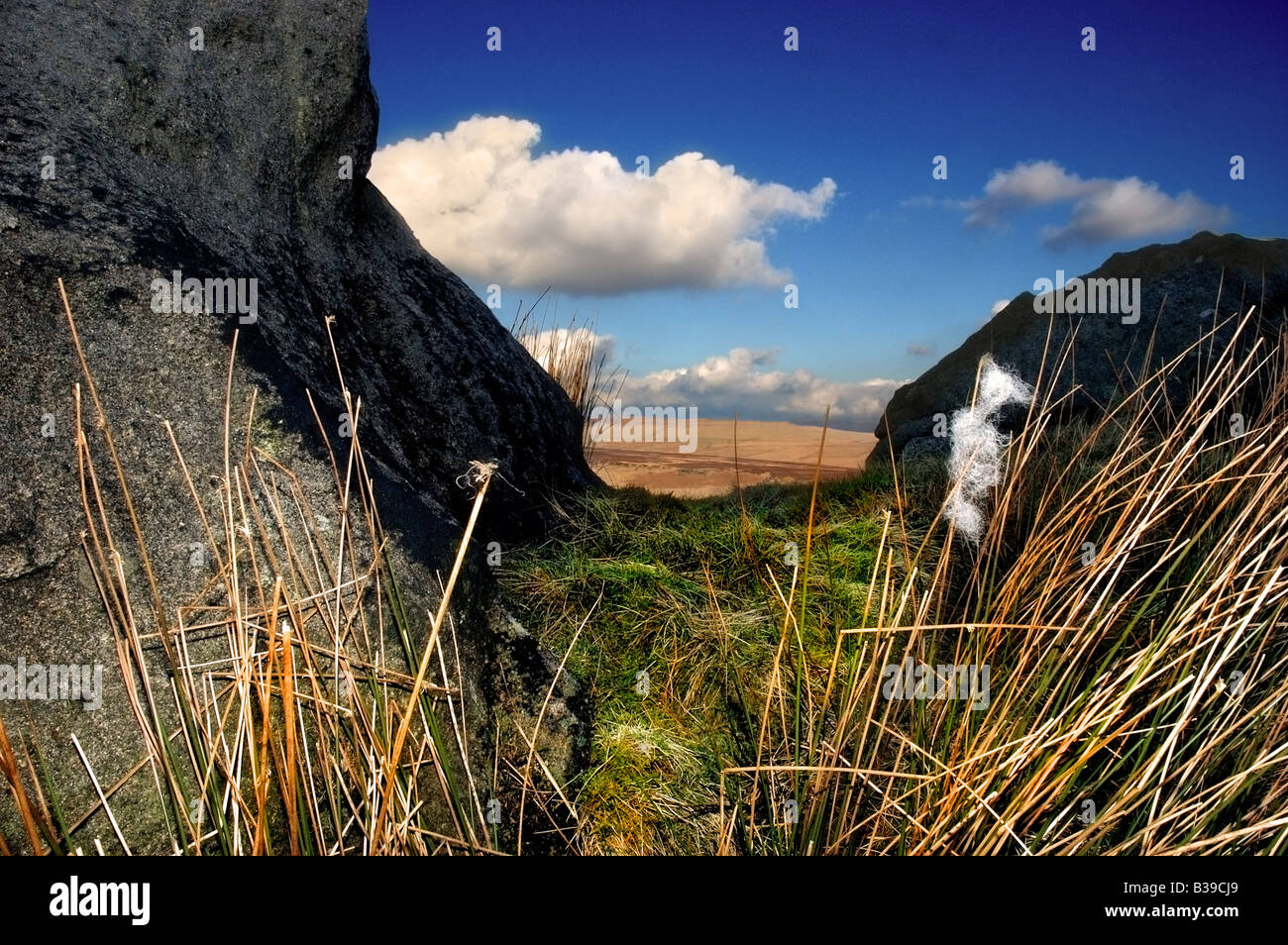 La laine des moutons PRIS SUR LES TIGES DE GRAMINÉES PAR DES ROCHES AVEC DES NUAGES EN ARRIÈRE-PLAN. Censée représenter la laine 'FLUFFY CLOUDS' PRIS SUR LES TIGES Banque D'Images