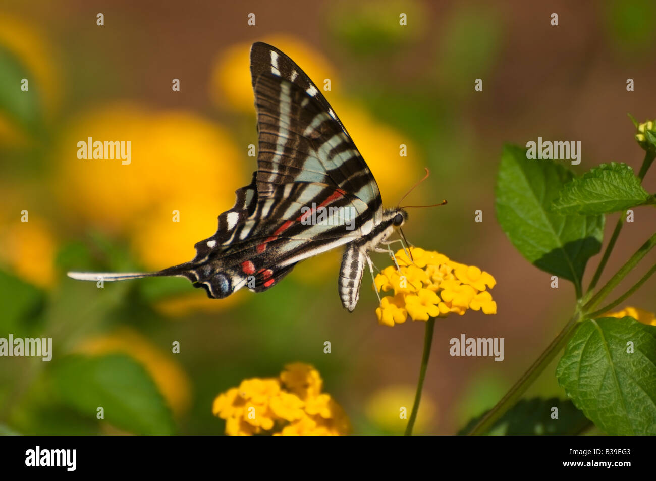 Photo d'un zèbre Swallowtail butterfly Banque D'Images