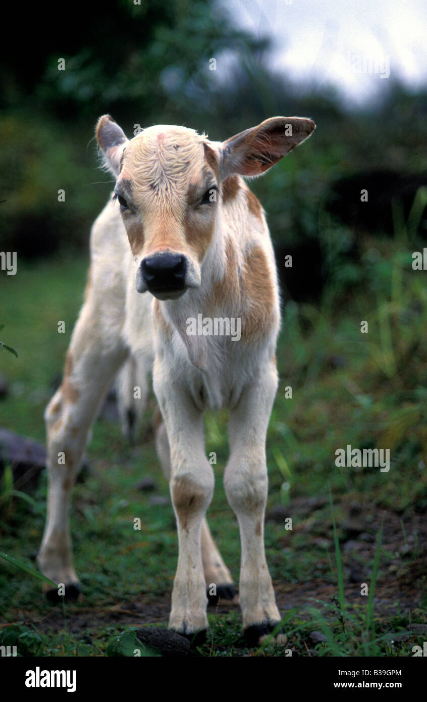 En veau philippines camiguin Banque D'Images