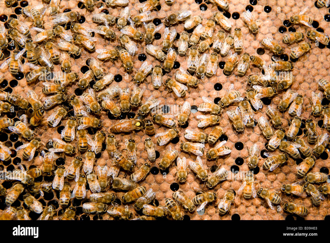 Queen Bee jaune tacheté travailleurs entouré par les abeilles à miel de bourdon sur nid d'Apis mellifera Banque D'Images