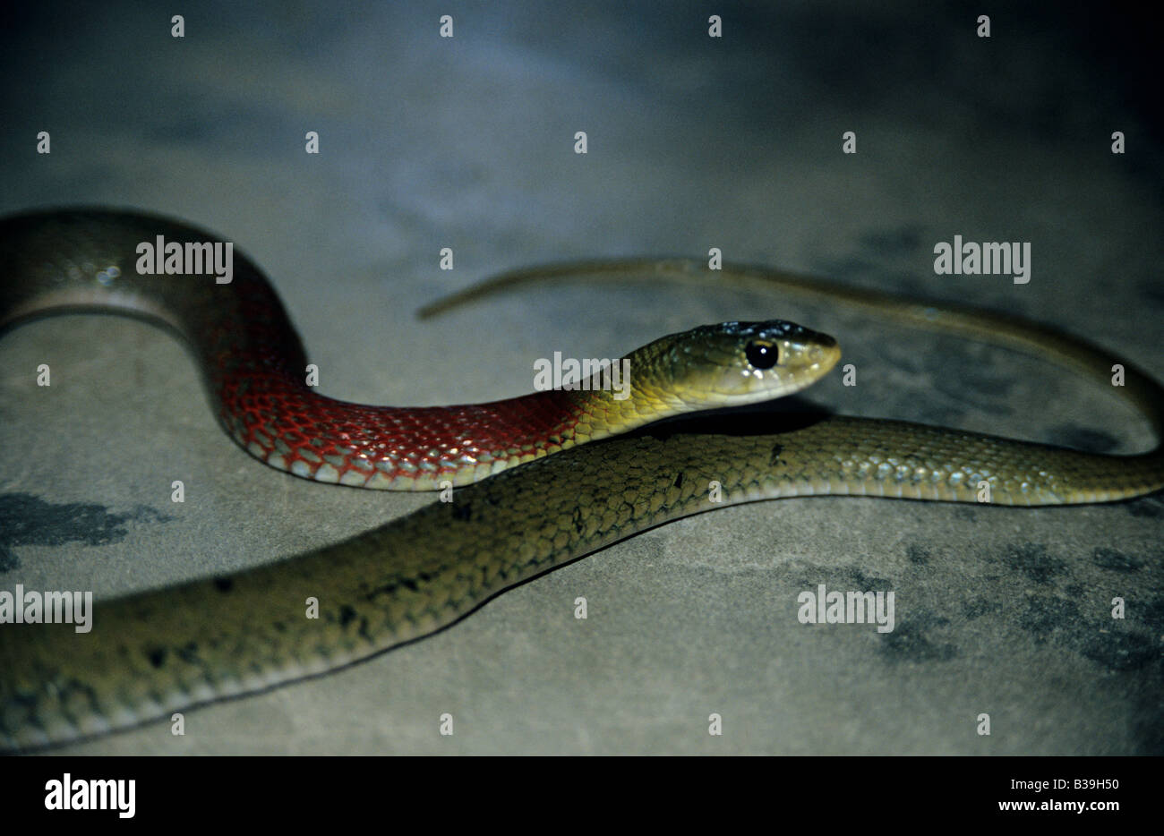 KEELBACK à COL ROUGE, Rhabdophis subminiatus VENOMOUS COMMUN. Gauhati, Inde Banque D'Images