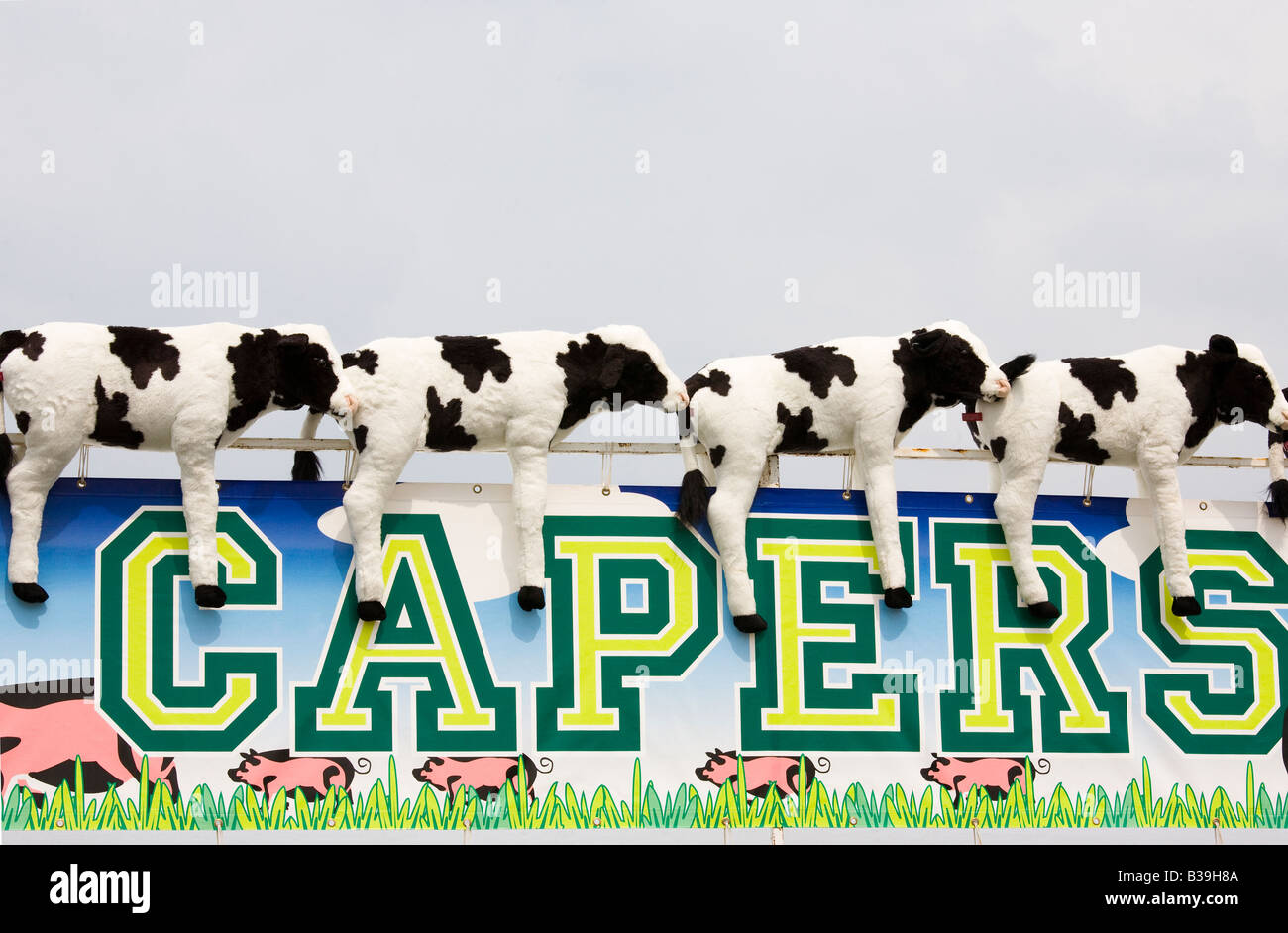 Les vaches jouet situé sur une bannière de foire à la country fair, Galston, Ayrshire, Scotland, UK Banque D'Images