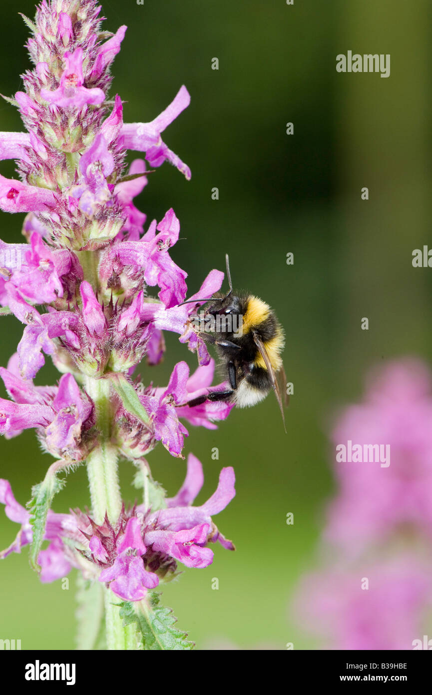 Bourdon (Bombus terrestris) se nourrissant de Purple Betony (Stachys officinalis) planté en jardin pour attirer les insectes Banque D'Images