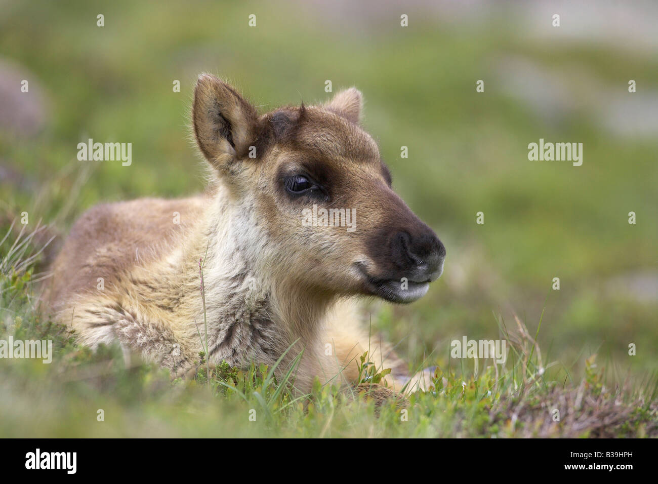 Le renne (Rangifer tarandus), veau couché dans la prairie Banque D'Images