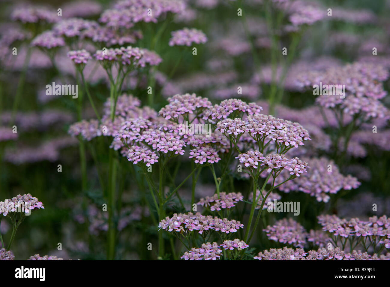 L'Achillea millefolium achillée mille-feuille ou plante poussant dans un jardin d'herbe au Royaume-Uni Banque D'Images