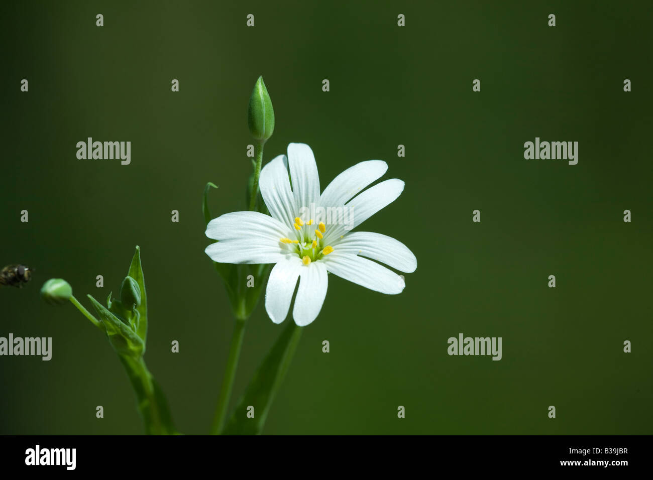 Stellaria sp. Banque D'Images