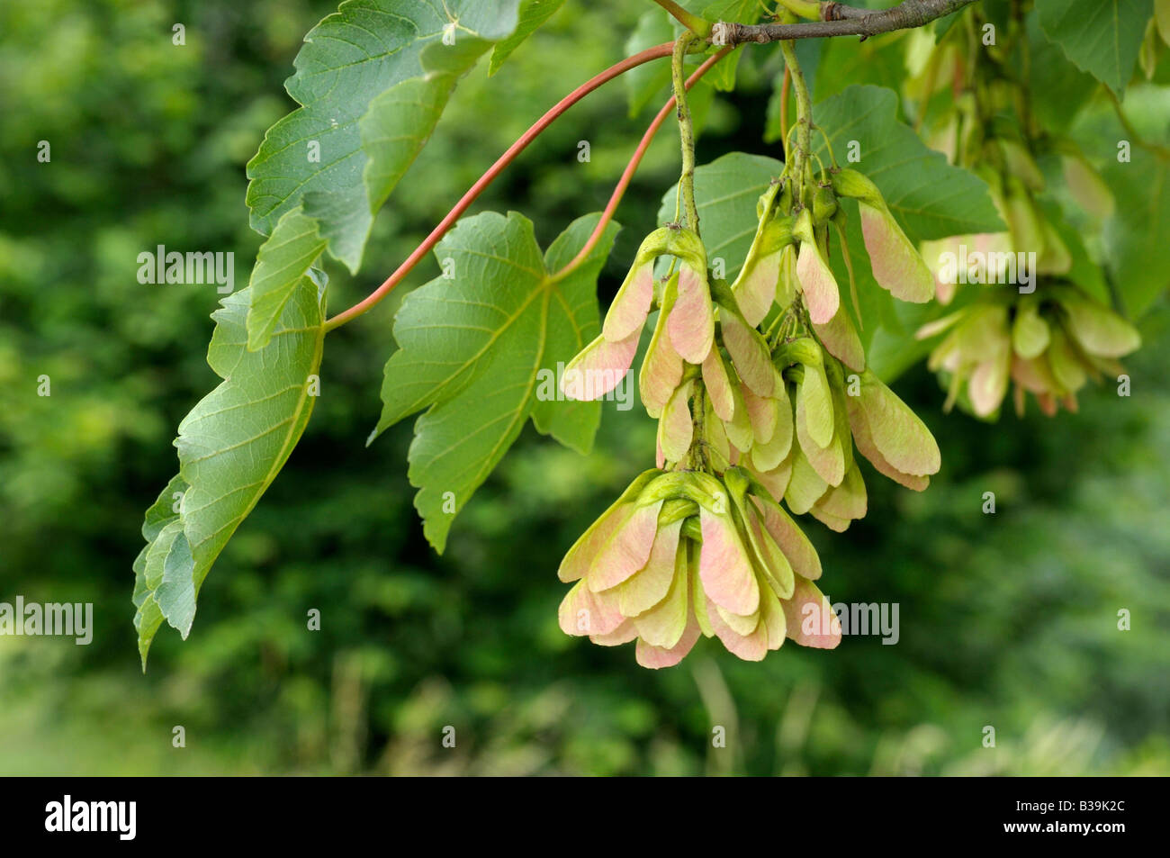 Grand Sycamore Maple Acer pseudoplatanus twig avec seeds Banque D'Images