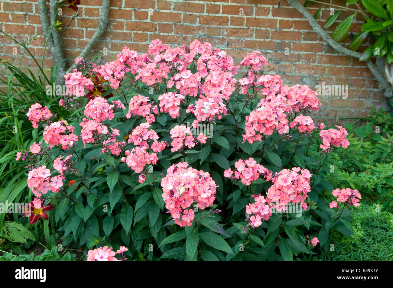 Phlox paniculata 'Balmoral' Banque D'Images