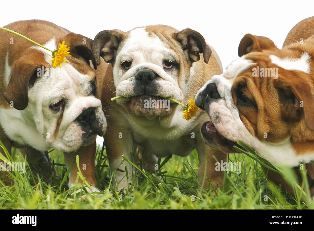 Bulldogs Anglais trois - standing on meadow Banque D'Images