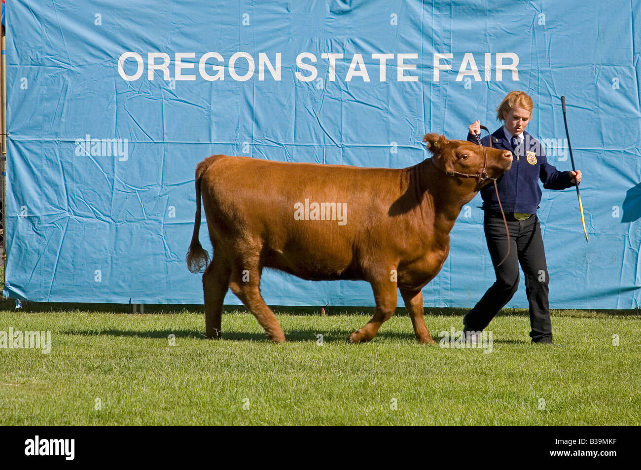 Un membre de la FFA les futurs agriculteurs d'Amérique walksbeef au concours bovins vache de la Oregon State Fair Banque D'Images