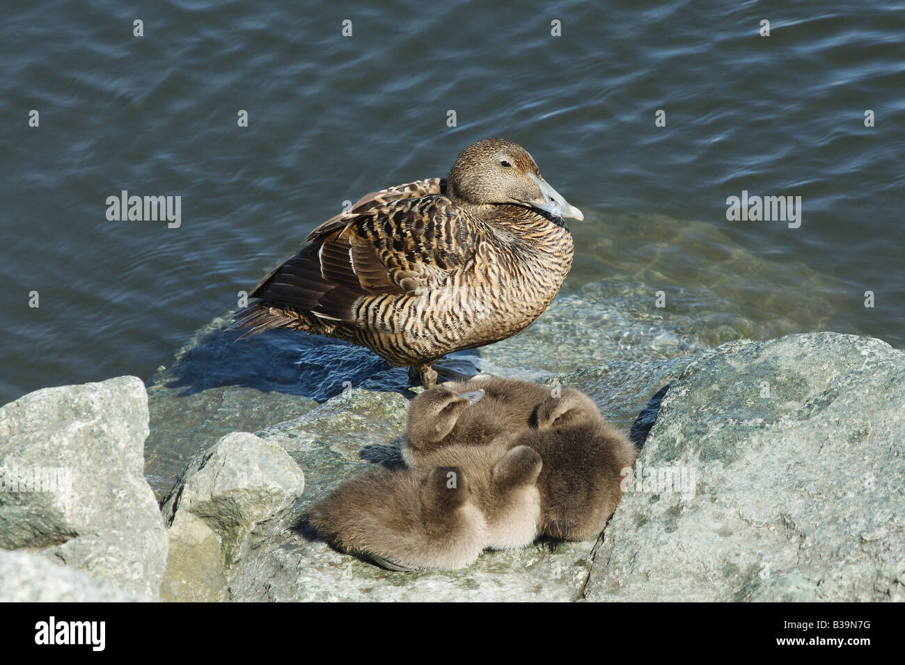 Common Eider avec pigeonneaux - debout au bord de l'eau / Somateria mollissima Banque D'Images