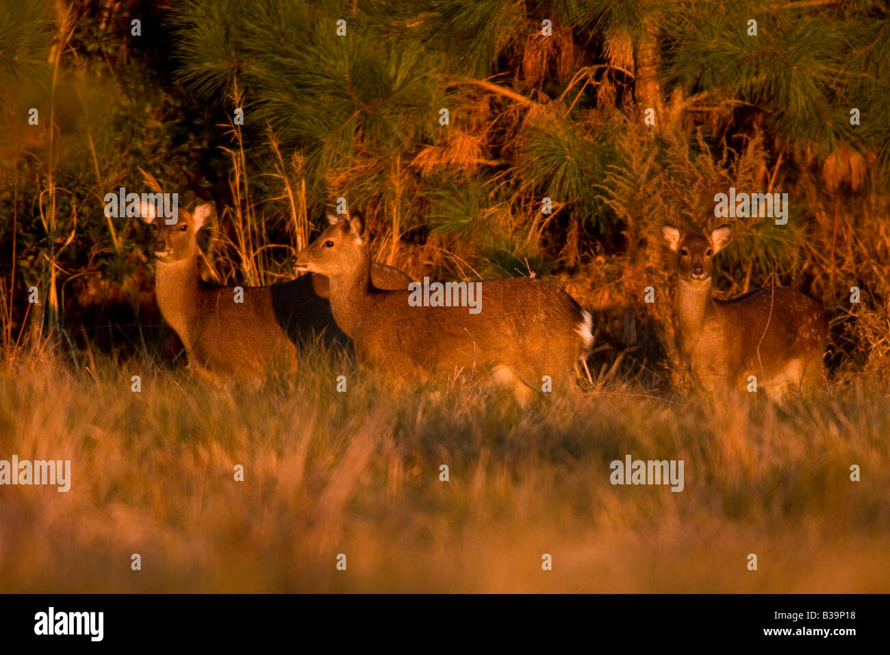 Sika le wapiti (Cervus nippon) Le SIKA est une espèce asiatique exotique Banque D'Images